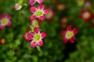 Bahçedeki güzel pembe çiçekler