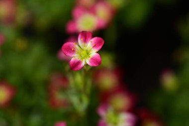 bahçede büyüyen güzel pembe çiçekler