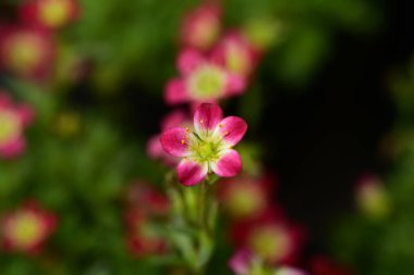 Güzel botanik fotoğrafı, doğal duvar kağıdı.