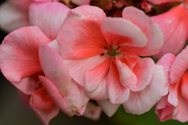 bahçede büyüyen güzel pembe çiçekler