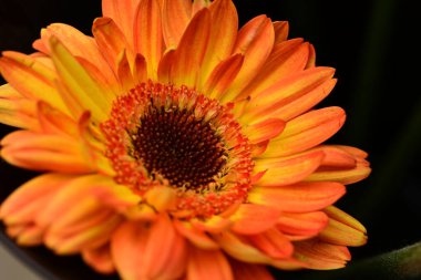 Güneşli yaz gününde bahçede yetişen güzel çiçekler.