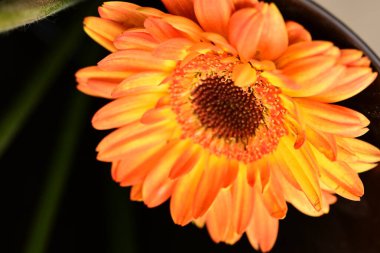 Bahçedeki çiçeğin makro görüntüsü..