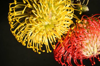 Koyu arkaplanda çiçek açmış makro lökospermazı olan güzel proteinler. 