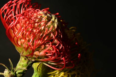 Koyu arkaplanda çiçek açmış makro lökospermazı olan güzel proteinler. 