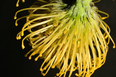 Karanlık arka planda çiçek açan makro lökospermadaki güzel protea. 