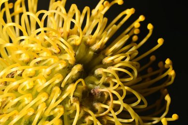 Karanlık arka planda çiçek açan makro lökospermadaki güzel protea. 