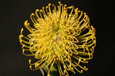 Karanlık arka planda çiçek açan makro lökospermadaki güzel protea. 