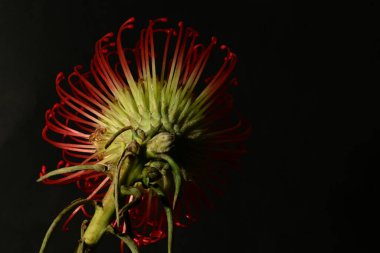 Karanlık arka planda çiçek açan makro lökospermadaki güzel protea. 