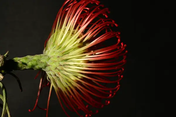 Stock image beautiful  protea in bloom macro leucospermum on dark background 