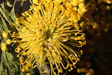 Koyu arkaplanda sarı protea ve mimoza çiçeklerini kapatın.