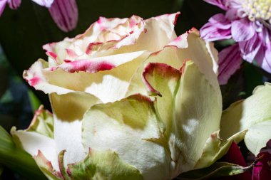 Güzel bir buket parlak çiçeğe yaklaş. 