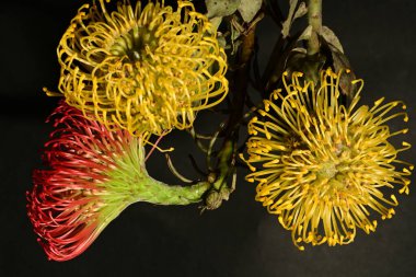 Koyu arkaplandaki kırmızı ve sarı protea çiçeklerini kapat
