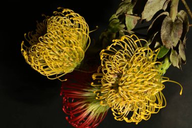 Koyu arkaplandaki kırmızı ve sarı protea çiçeklerini kapat