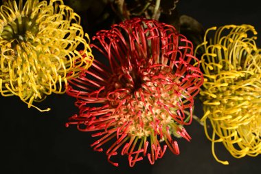 Koyu arkaplandaki kırmızı ve sarı protea çiçeklerini kapat