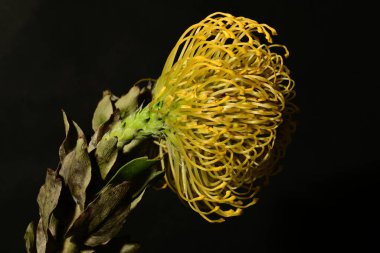 Koyu arkaplanda sarı protea çiçeklerini kapat