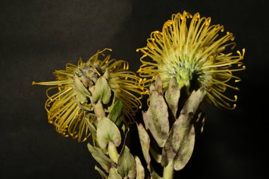 Koyu arkaplanda sarı protea çiçeklerini kapat