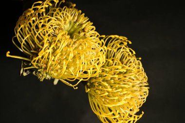 Koyu arkaplanda sarı protea çiçeklerini kapat