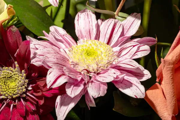 Zbliżenie Piękny Bukiet Jasnych Kwiatów — Zdjęcie stockowe