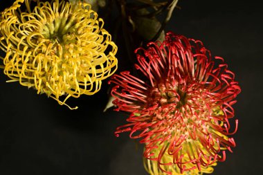 Koyu arkaplandaki kırmızı ve sarı protea çiçeklerini kapat