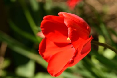 Bahçede büyüyen kırmızı lale çiçeği