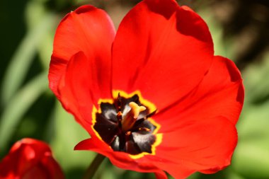 Bahçede büyüyen kırmızı lale çiçeği