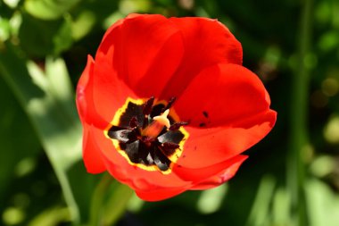 Bahçede büyüyen kırmızı lale çiçeği