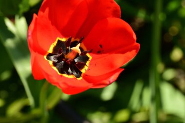 Bahçede büyüyen kırmızı lale çiçeği