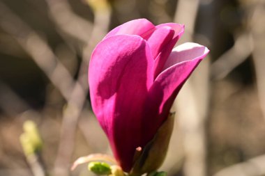 Baharda bahçede manolya çiçekleri