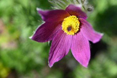 Bahçede büyüyen güzel bahar pulsatilla çiçeği 