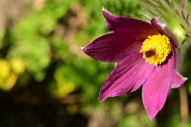 Bahçede büyüyen güzel bahar pulsatilla çiçeği 