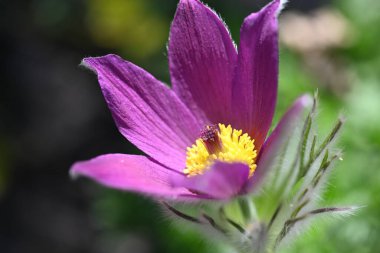 Bahçede büyüyen güzel bahar pulsatilla çiçeği 
