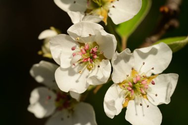 Bahar bahçesindeki kiraz ağacının güzel çiçekleri