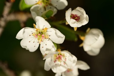 Bahar bahçesindeki kiraz ağacının güzel çiçekleri