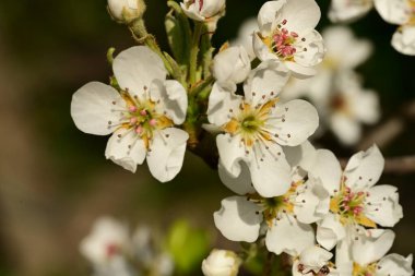Bahar bahçesindeki kiraz ağacının güzel çiçekleri