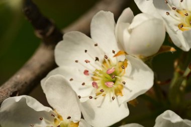 Bahar bahçesindeki kiraz ağacının güzel çiçekleri