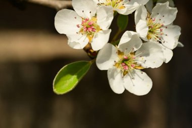 Bahar bahçesindeki kiraz ağacının güzel çiçekleri