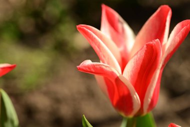 Bahçede büyüyen lale çiçeği