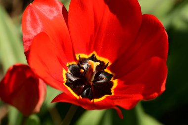 Bahçede büyüyen lale çiçeği