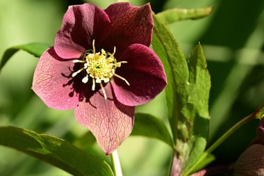 Bahçedeki güzel çiçek