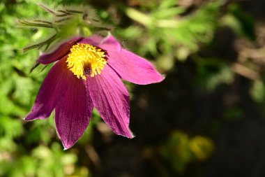Bahçede büyüyen güzel bahar pulsatilla çiçeği 