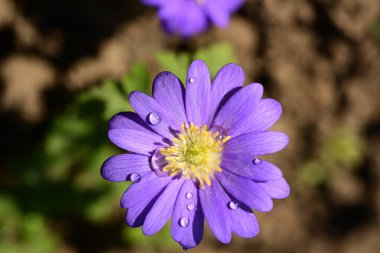 Bahçede yetişen mor şakayık çiçekleri