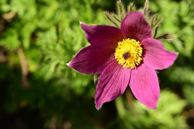 Bahçede büyüyen güzel bahar pulsatilla çiçeği 