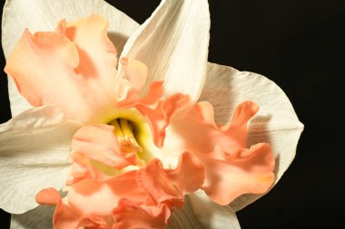 güzel beyaz ve pembe narsisli çiçek siyah arkaplanda