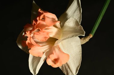 güzel beyaz ve pembe narsisli çiçek siyah arkaplanda