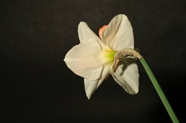 güzel beyaz ve pembe narsisli çiçek siyah arkaplanda