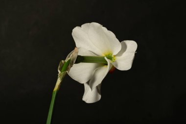 güzel beyaz ve sarı narsisli çiçek siyah arkaplanda