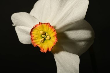 güzel beyaz ve sarı narsisli çiçek siyah arkaplanda