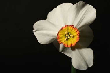 güzel beyaz ve sarı narsisli çiçek siyah arkaplanda