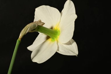 güzel beyaz ve sarı narsisli çiçek siyah arkaplanda