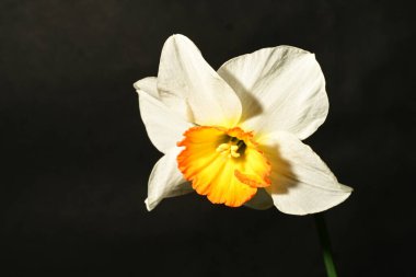 güzel beyaz ve sarı narsisli çiçek siyah arkaplanda